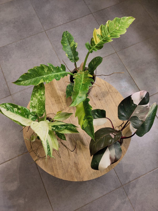 pack trio philodendron 1