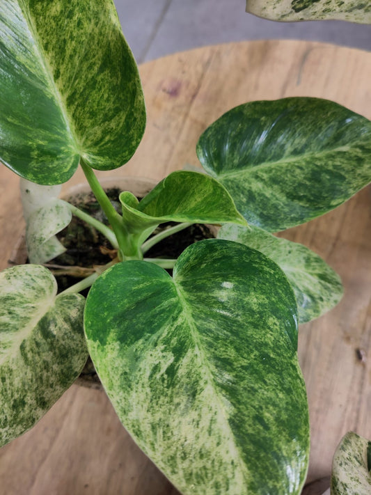 Philodendron giganteum variegata