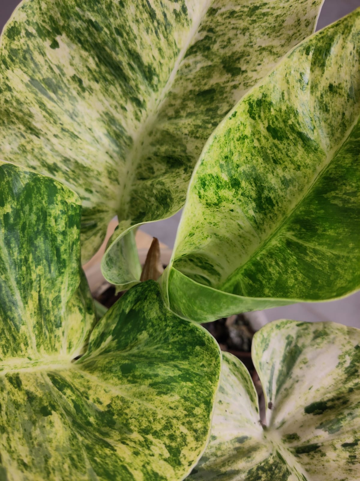 Philodendron giganteum variegata