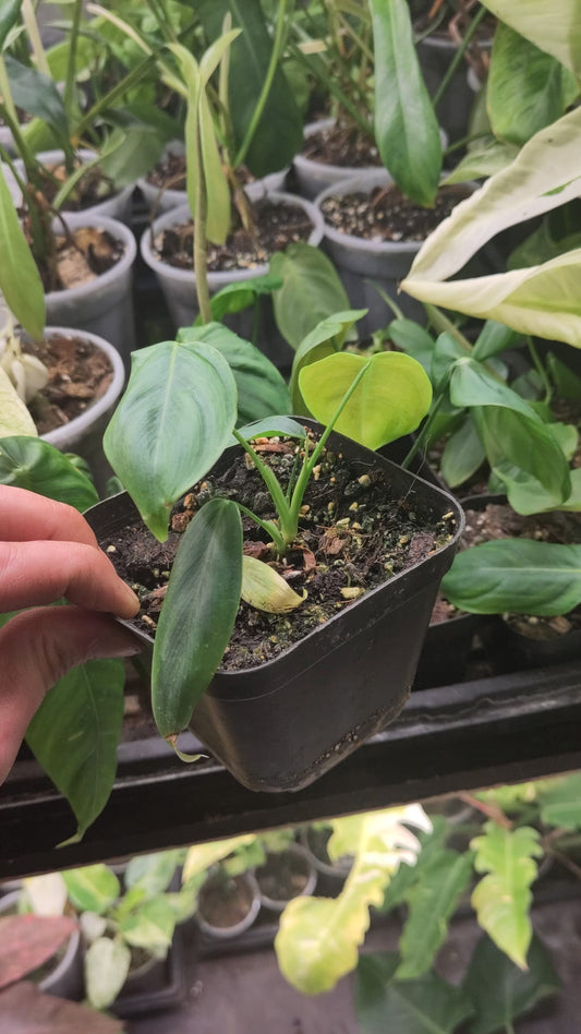 Philodendron sharoniae