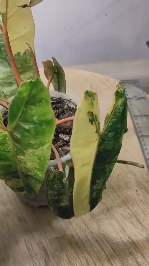 Philodendron Billietiae Variegata WYSIWYG